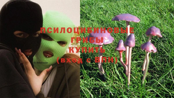 шишки Пересвет